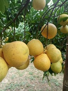 Ảnh vườn bưởi